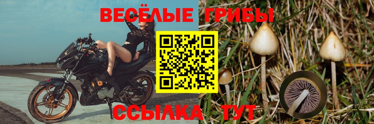Брянск  Псилоцибиновые грибы Magic Shrooms  Вход с VPN 